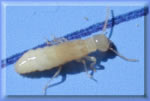 Les d�g�ts et le traitement des termites